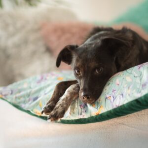 Kocyk dla psa - PSIA POLANKA - mata dla psa