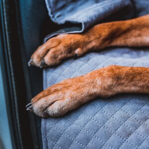 Mata Samochodowa dla Psa na tylną kanapę